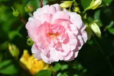 DSC_5656.webp