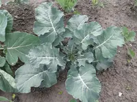 20160615_175439.webp