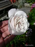 P1120230.webp