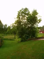 2016-06-15 Namenloses Gehölz4.webp