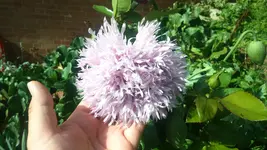 IMG-20160615-WA0012.webp