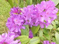 Bilda431.webp