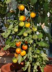 gelbe Kirschtomate_Gold Nuget_Früchte_1606_800.JPG