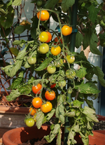 gelbe Kirschtomate_Gold Nuget_Früchte_1606_800.webp