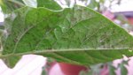 habanero 16.6 1.jpg
