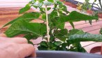 habanero 16.6 2.jpg