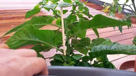 habanero 16.6 2.webp