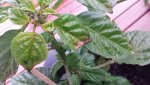 habanero 16.6 3.jpg