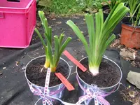 fanciful favorite und magic lace_1024x768.webp