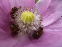 P1170900.webp