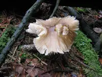 006_1024x768.webp