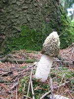 stinkmorchel_576x768.webp