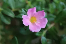 062.webp