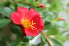 063.webp