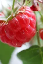 066.webp