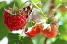 067.webp
