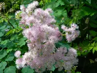 DSCN6338.webp