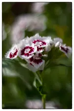 _MG_1144.webp
