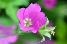 DSC_6270.webp