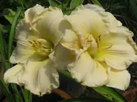 magic lace_1067x800.webp