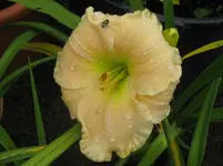 magic lace2_1067x800.webp