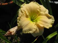 magic lace3_1067x800.webp