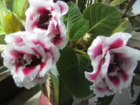 BILD5154.webp