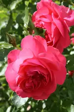 Rosarium Uetersen 3.webp