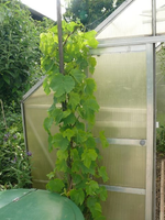 k-Trauben (2).webp