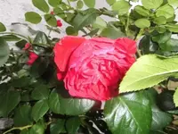 Bilda1457.webp