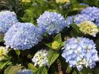 Bilda2776.webp
