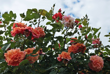 Aloha_rot_orange_grün_upwards2_800.webp