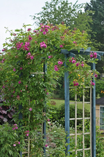 Bleu Magenta_pink_lila_grün_Rosenbogen_blüht_800.webp