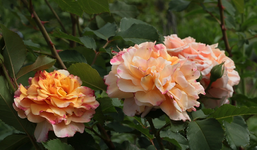 Caramella_orange_gelb_grün_Blüten_Knospen1_900.webp