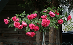 Rose_Rosarium Uetersen_pink_volle Blüte_600.webp