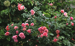 Mary Anne_rosa_orange_pink_Blüten_640.webp