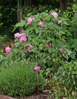 Rose_Mrs John Laing_pink_lila_16062016_600.webp
