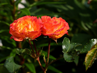 Teerose_orange_gelb_kleinblütig_Tropfen2_800.webp