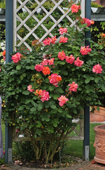 Rose_Orange Dawn_orange_rot_700.webp