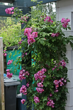 Perennial Blue_kleinblütig_pink_grün_700.webp