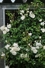 Strauchrose_weiss_grün_volle Blüte_600.webp