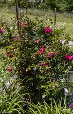 IMG_1267-2.webp