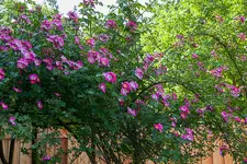 IMG_9299.webp