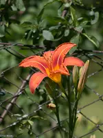 IMG_1177-2.webp