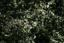 IMG_1188-2.webp