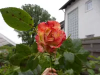 25916335xv.webp