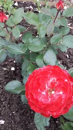 TwistTM Courtyarel.webp