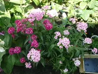 Barftnelken (2).webp