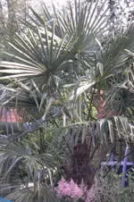 SAM_1574.webp