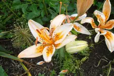 SAM_1580.webp